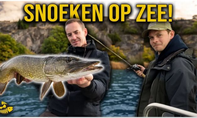 ***VIDEO*** Wij vangen DUIZEND SNOEKEN in een week! – Tussen de kwallen op zee