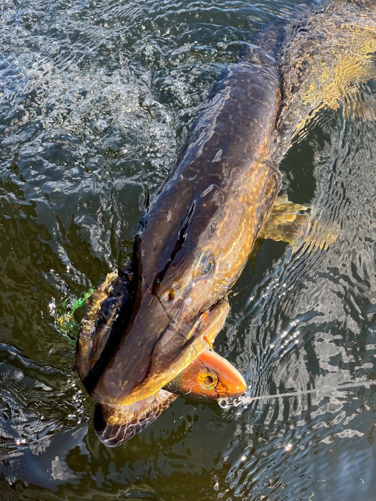 Waarschijnlijk mis jij dit nog voor grote snoek
