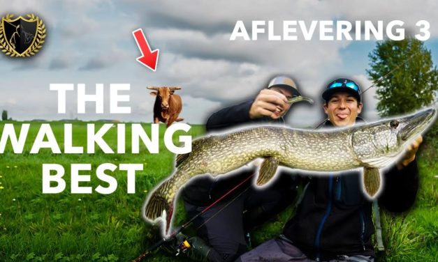 ***VIDEO*** WORDT TOON AANGEVALLEN DOOR EEN BOZE STIER?! – Aflevering 3 THE WALKING BEST