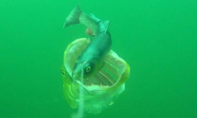 Onder water beelden – wat kunnen we hiervan leren?
