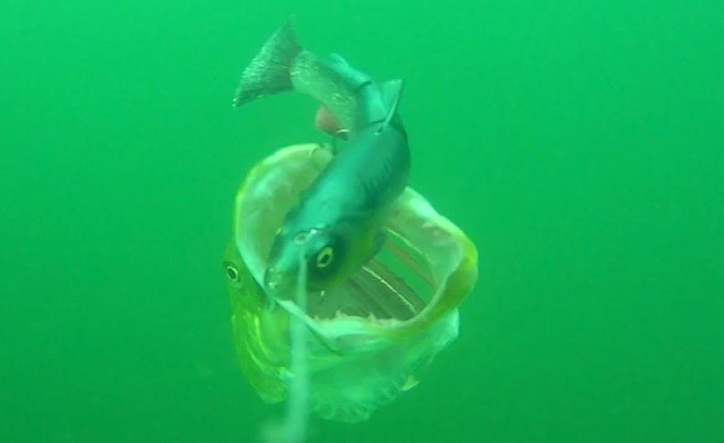 Onder water beelden – wat kunnen we hiervan leren?