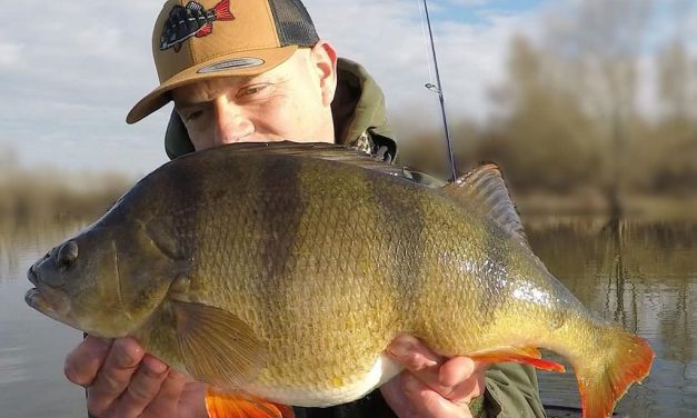 Kunstaas estafette – Top 3 kunstaas voor baars van Koen de Been
