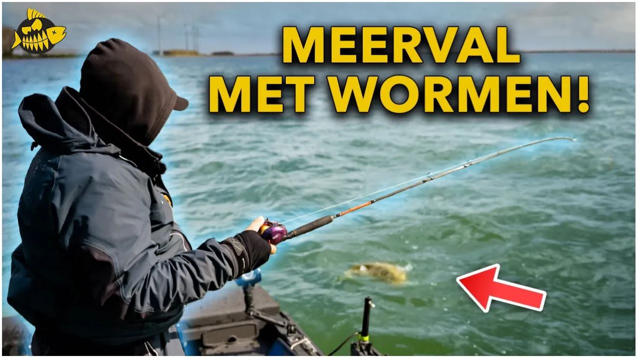 ***VIDEO*** MEERVAL MET WORMEN: Zo Doe Je Dat!