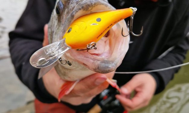 Het crankbait ABC – Grote vissen vangen op klein kunstaas