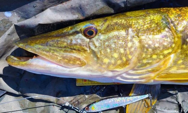 Unieke chatterbait en record snoek vangende spinnerbait – Ken jij deze snoek toppers al?