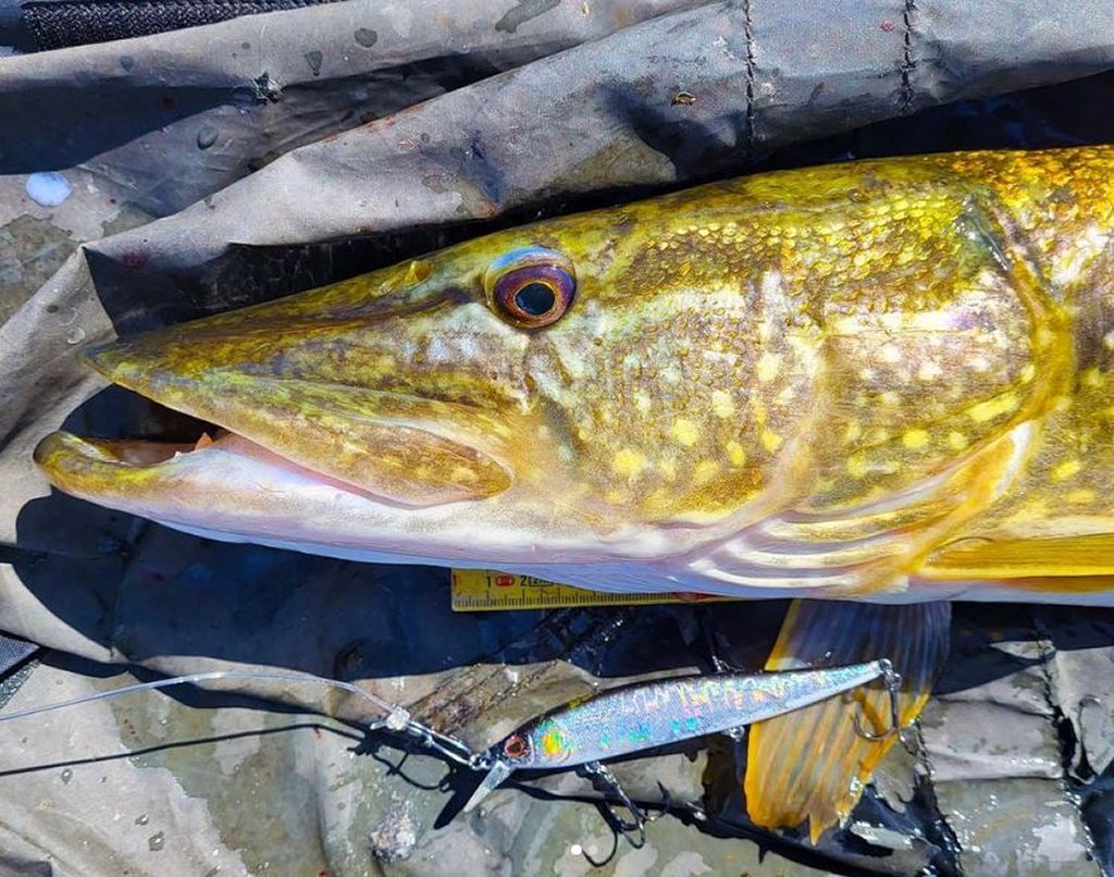 Unieke chatterbait en record snoek vangende spinnerbait – Ken jij deze snoek toppers al?