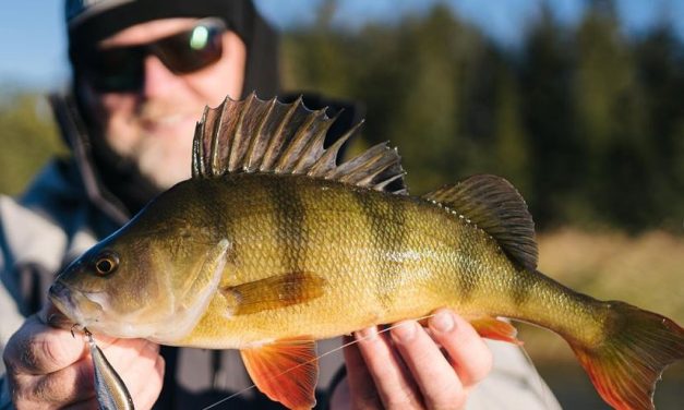 Super toffe nieuwtjes van Rapala!