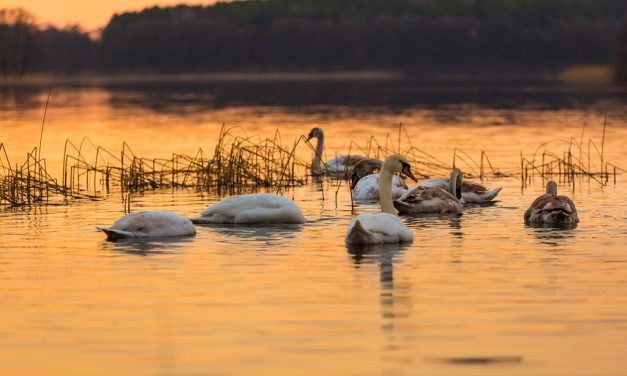 Drie tips om voor de natuur te zorgen tijdens het vissen