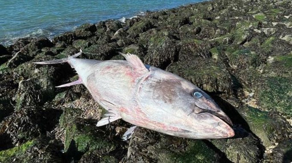 Grote blauwvintonijn aangespoeld in Zeeland