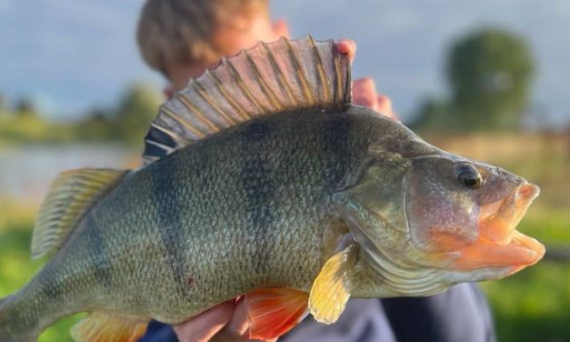 Kunstaas estafette – Top 3 kunstaas voor baars van Steef Grotenbreg