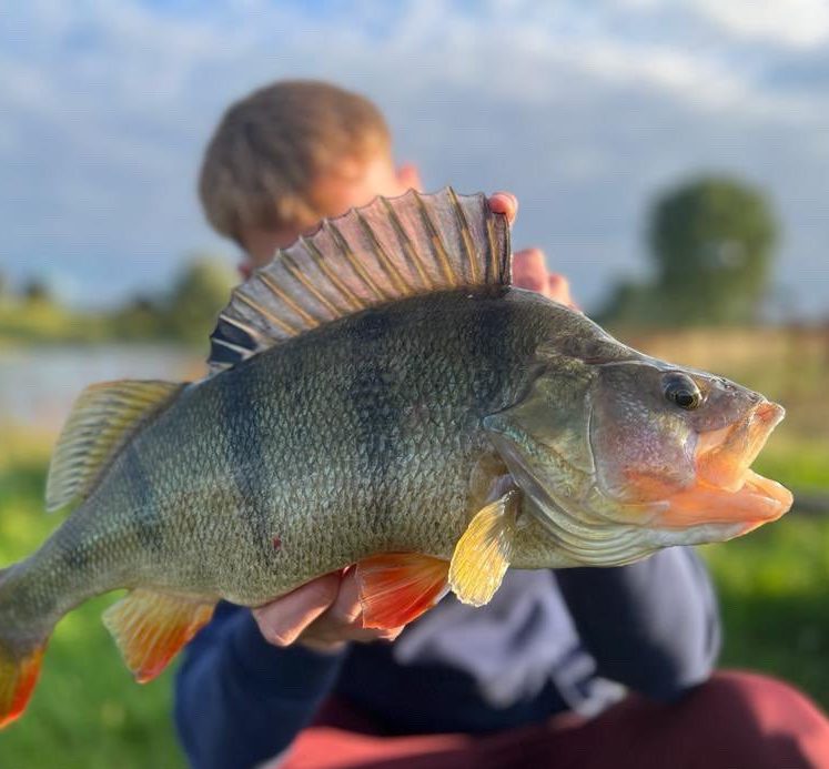 Kunstaas estafette – Top 3 kunstaas voor baars van Steef Grotenbreg
