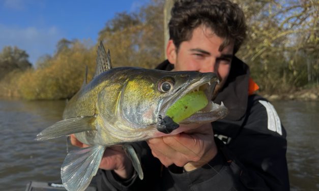Snoekbaars in koud water – wat moet je weten?