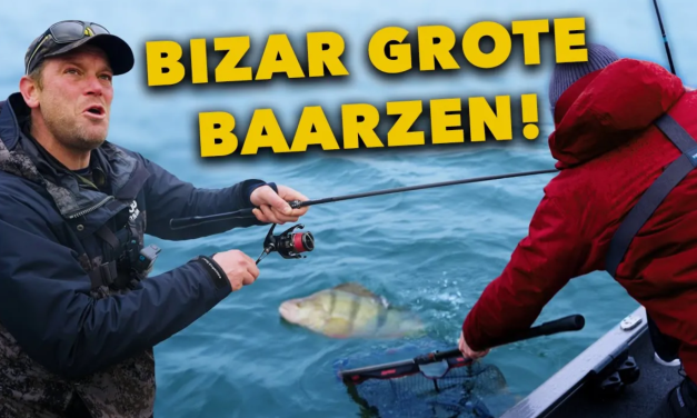 ***VIDEO*** Dit is DÉ tijd om GROTE, DIKKE BAARS  te vangen en ZO DOE JE DAT!!!