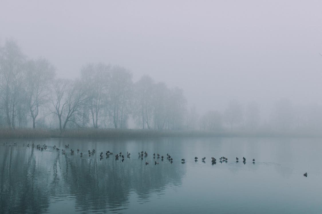 Winterrust periode voor de Biesbosch