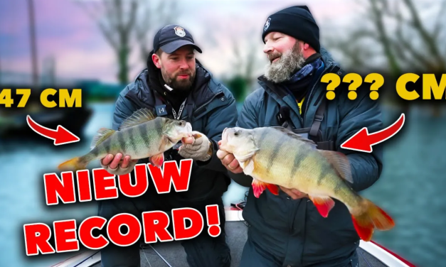 ***VIDEO*** MONSTERLIJKE VANGST: Gigantische 50+ cm Baars – Ontdek de GEHEIMEN van de Ned rig!