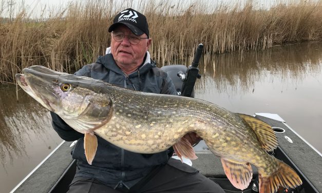 Een specialist over het vissen met dood aas onder de dobber en op de fireball