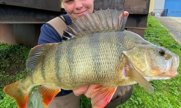 Kunstaas estafette – Top 3 kunstaas voor baars van Justin Gottmers