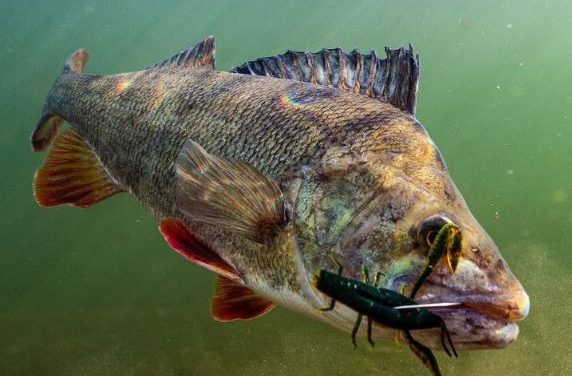 De beste creaturebaits voor de carolina rig!