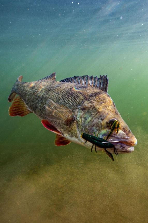 De beste creaturebaits voor de carolina rig!