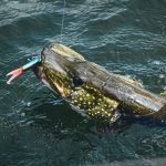 Fluorocarbon, titanium, 7-strand, wat werkt het beste voor snoek?