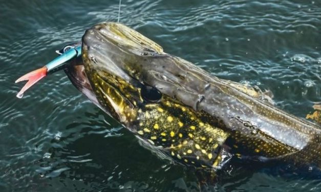 Fluorocarbon, titanium, 7-strand, wat werkt het beste voor snoek?