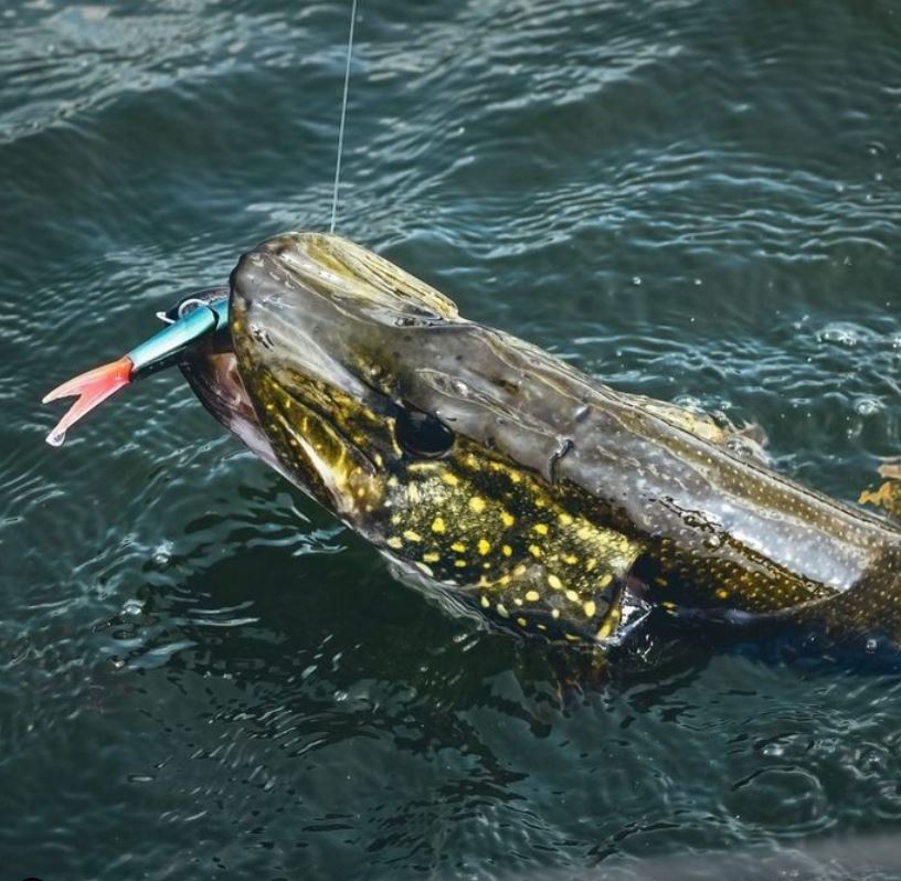 Fluorocarbon, titanium, 7-strand, wat werkt het beste voor snoek?