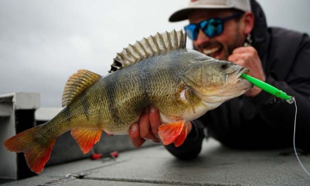 De ideale hardbaits voor baars en snoekbaars!