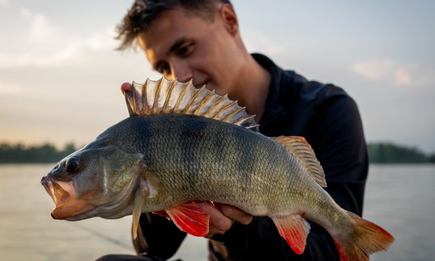 Kunstaas estafette – Top 3 kunstaas voor baars van Mike Peeters