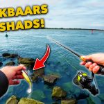 ***VIDEO*** Zo vang je MEER SNOEKBAARS vangen VANAF DE KANT op de RIVIER!