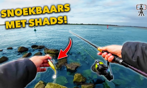 ***VIDEO*** Zo vang je MEER SNOEKBAARS vangen VANAF DE KANT op de RIVIER!