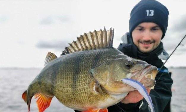 De ideale softbait serie voor al je visserijen op baars en snoekbaars!