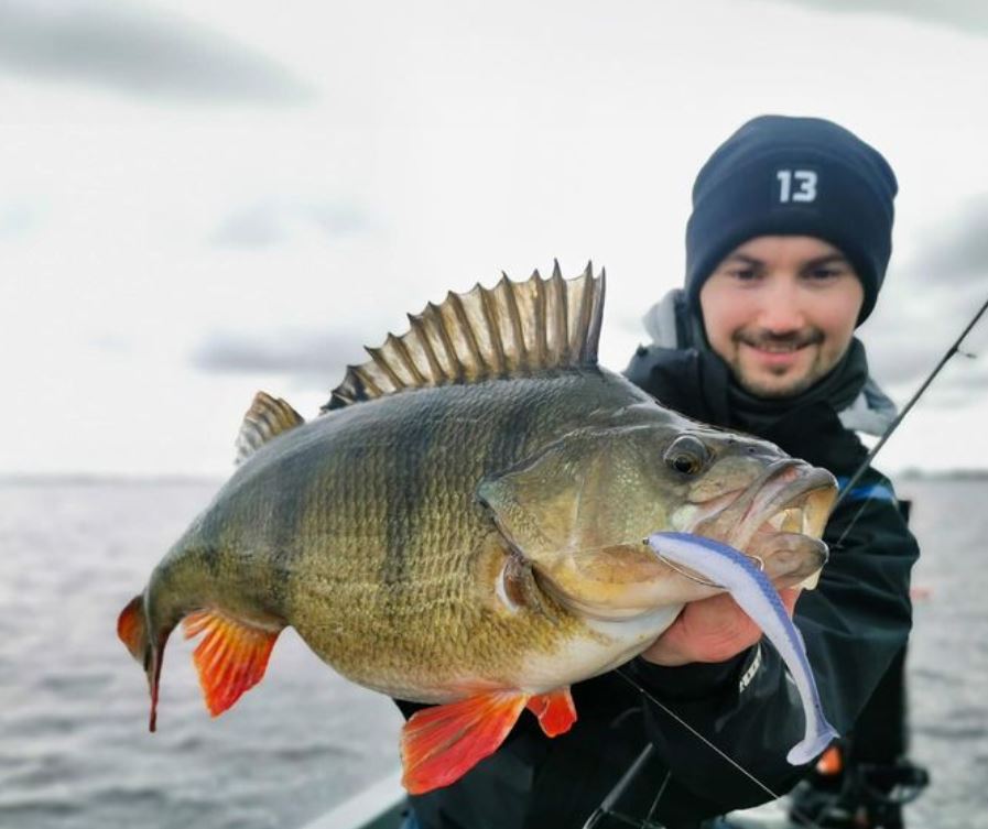 De ideale softbait serie voor al je visserijen op baars en snoekbaars!