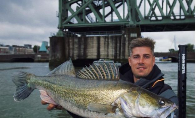 Met deze toffe shads ga jij sowieso snoekbaars vangen!