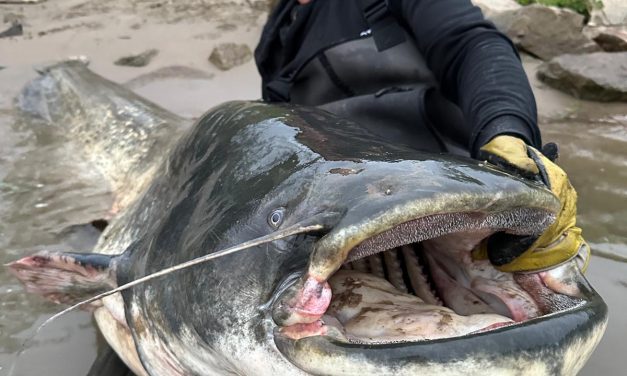 Dit is het verhaal achter de GROOTSTE recordmeerval van de Benelux!