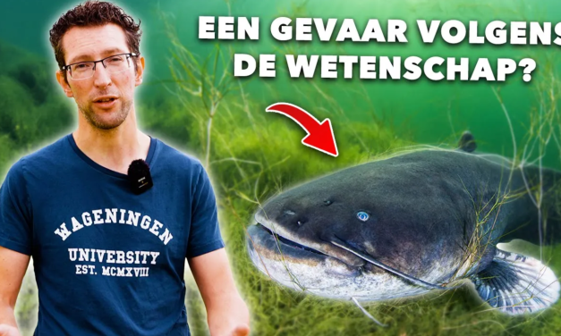***Wij VANGEN MEERVAL voor een ONDERZOEK en LEREN jou ALLES over deze MONSTERS!***