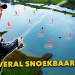 ***VIDEO*** Hier zwemmen DUIZENDEN SNOEKBAARZEN bij ELKAAR