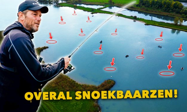 ***VIDEO*** Hier zwemmen DUIZENDEN SNOEKBAARZEN bij ELKAAR