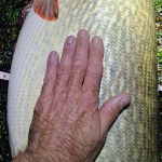 Ongelooflijke MEGA SNOEK – Als je denkt dat het niet gekker kan…