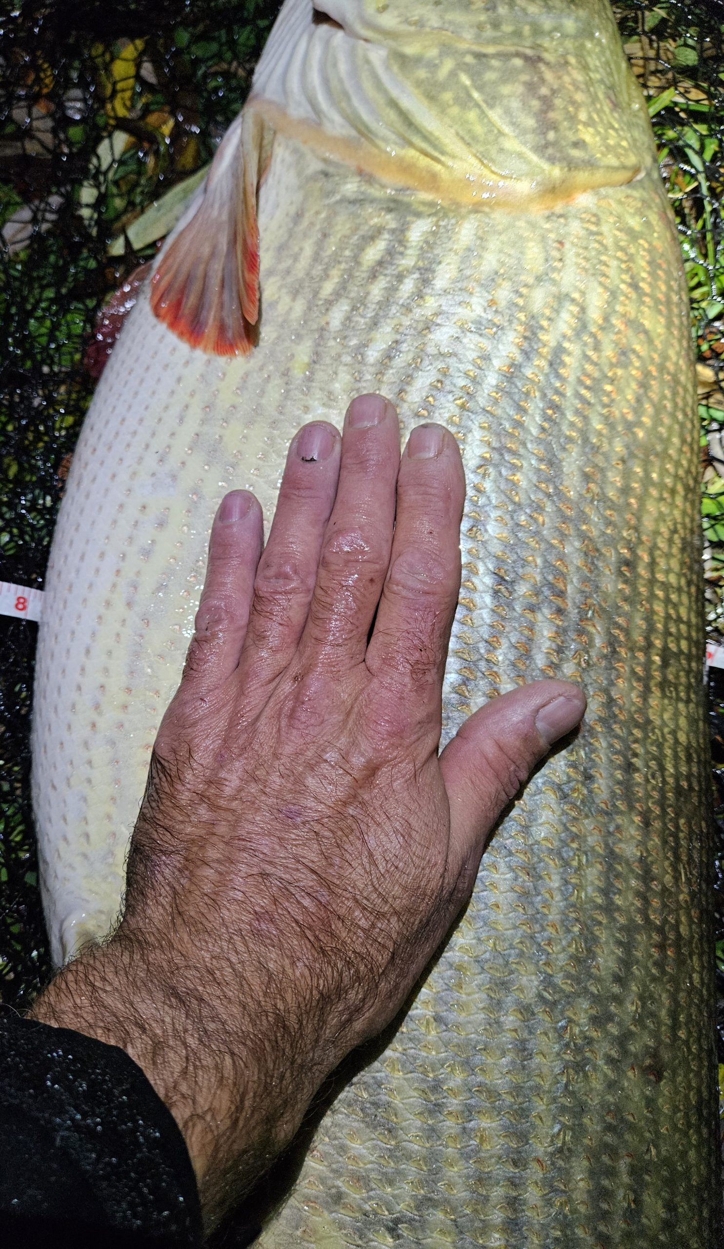 Ongelooflijke MEGA SNOEK – Als je denkt dat het niet gekker kan…