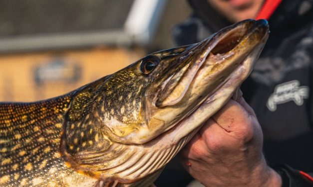 Dit is dé manier om jouw eerste snoek op dood aas te vangen!