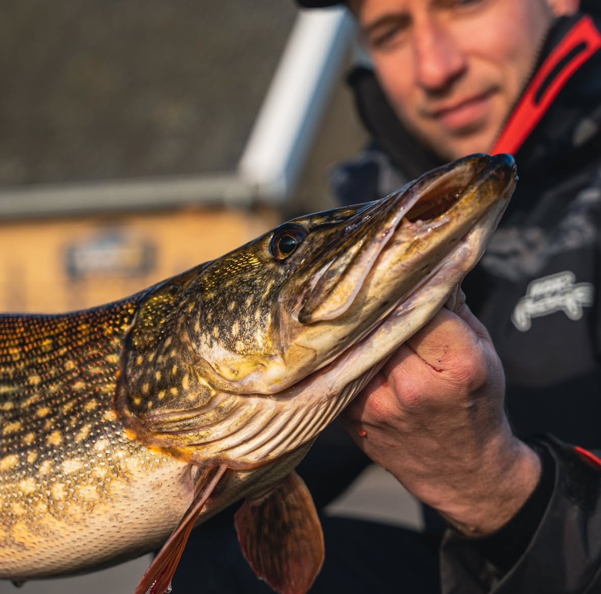 Dit is dé manier om jouw eerste snoek op dood aas te vangen!