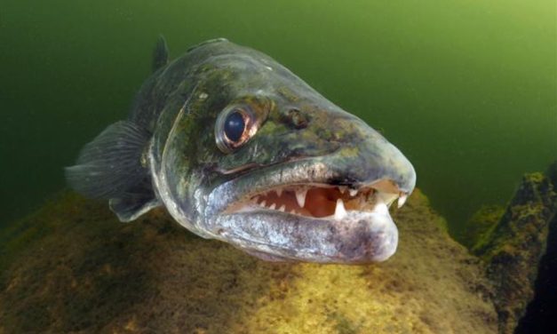 Deze 5 weetjes over snoekbaars zijn NIEUW voor jou!