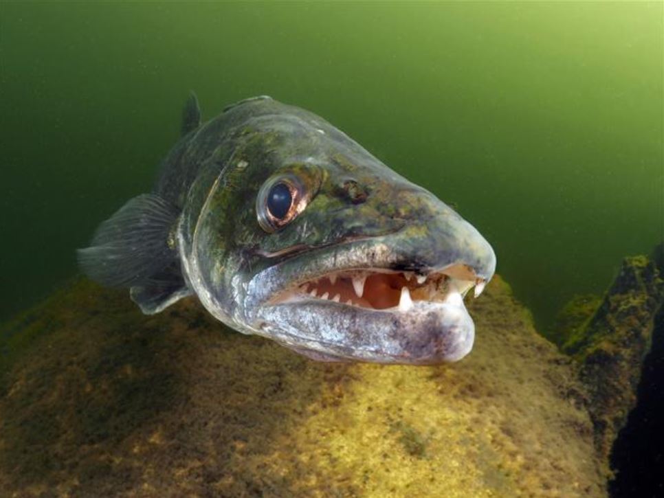 Deze 5 weetjes over snoekbaars zijn NIEUW voor jou!