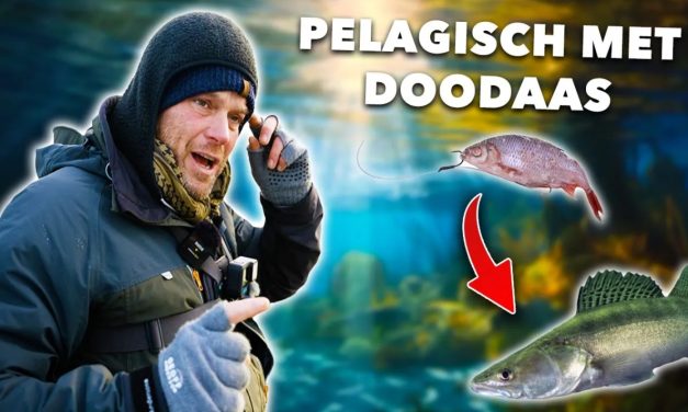 ***VIDEO*** Nieuw GEHEIM WAPEN voor GROTE SNOEKBAARS!