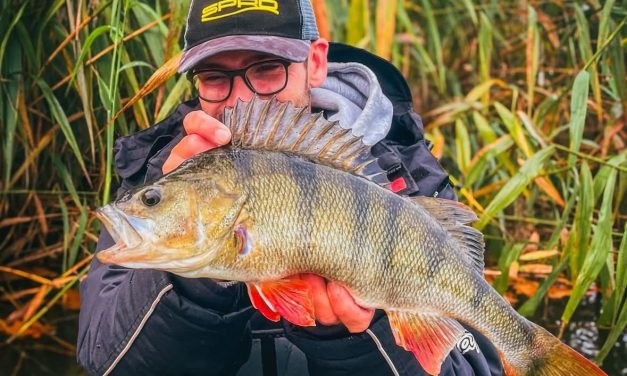 Deze creaturebaits kun jij perfect gebruiken voor de Carolina rig!