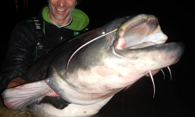 Big game in de winter – Zo vang jij nu meervallen!