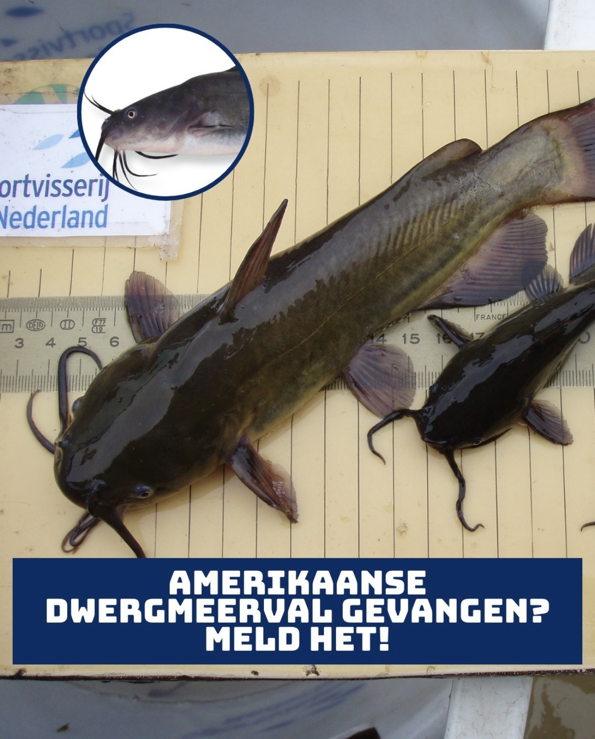 Vang jij een Amerikaanse dwergmeerval? Meld het!