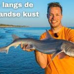 Op deze plekken maak je het meeste kans op NL haaien