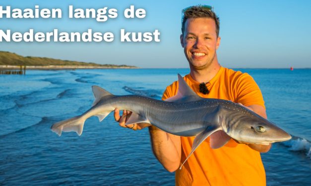 Op deze plekken maak je het meeste kans op NL haaien