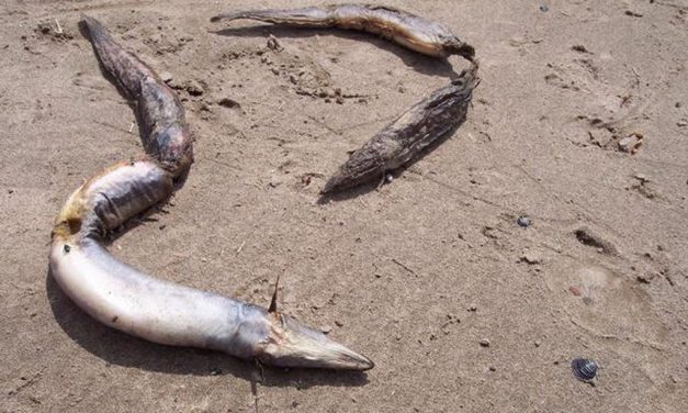 Tienduizenden vissenlevens gered van wisse dood door waterkrachtcentrales!